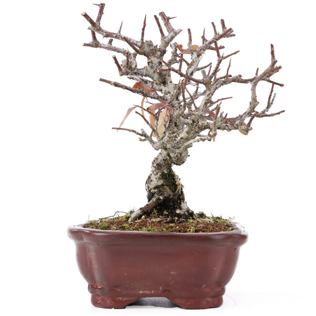 Pyracantha, 16,5 cm, ± 12 years old