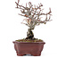 Pyracantha, 16,5 cm, ± 12 anni