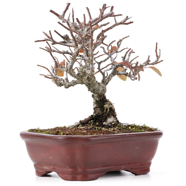 Pyracantha, 16,5 cm, ± 12 Jahre alt