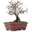 Pyracantha, 16,5 cm, ± 12 años