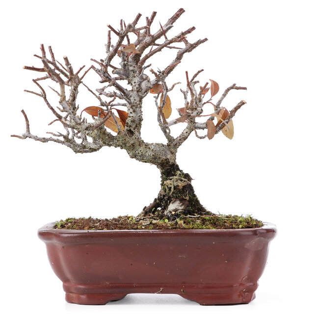 Pyracantha, 16,5 cm, ± 12 years old
