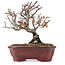 Pyracantha, 16,5 cm, ± 12 años