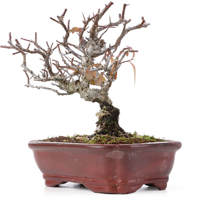 Pyracantha, 16,5 cm, ± 12 years old