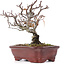 Pyracantha, 16,5 cm, ± 12 años