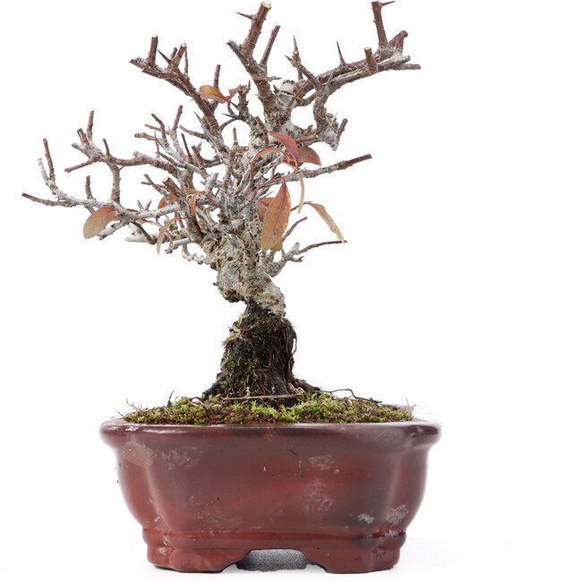 Pyracantha, 16,5 cm, ± 12 años