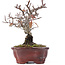 Pyracantha, 16,5 cm, ± 12 años