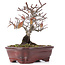 Pyracantha, 16,5 cm, ± 12 years old