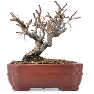 Pyracantha, 12 cm, ± 12 jaar oud