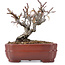 Pyracantha, 12 cm, ± 12 anni