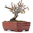 Pyracantha, 12 cm, ± 12 anni