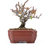 Pyracantha, 12 cm, ± 12 anni