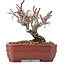 Pyracantha, 12 cm, ± 12 anni