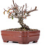 Pyracantha, 12 cm, ± 12 anni