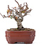 Pyracantha, 12 cm, ± 12 jaar oud