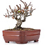 Pyracantha, 12 cm, ± 12 anni