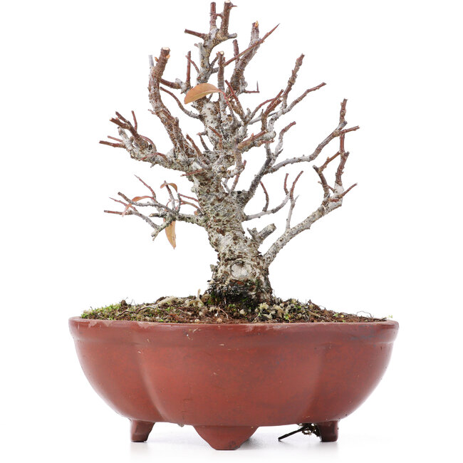 Pyracantha, 15,5 cm, ± 12 anni