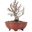 Pyracantha, 15,5 cm, ± 12 years old