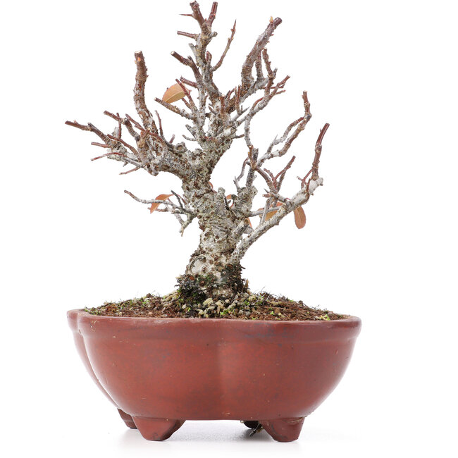 Pyracantha, 15,5 cm, ± 12 jaar oud