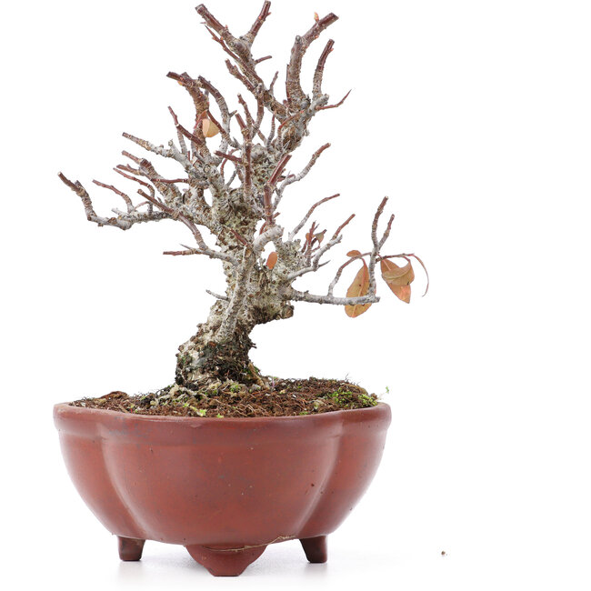 Pyracantha, 15,5 cm, ± 12 ans