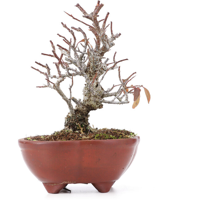 Pyracantha, 15,5 cm, ± 12 years old