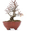 Pyracantha, 15,5 cm, ± 12 anni