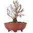 Pyracantha, 15,5 cm, ± 12 years old