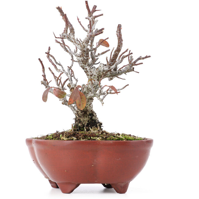 Pyracantha, 15,5 cm, ± 12 Jahre alt