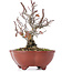 Pyracantha, 15,5 cm, ± 12 ans