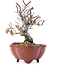 Pyracantha, 15,5 cm, ± 12 years old