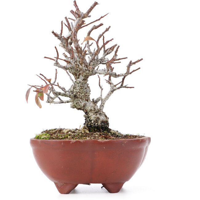 Pyracantha, 15,5 cm, ± 12 ans