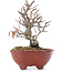 Pyracantha, 15,5 cm, ± 12 anni