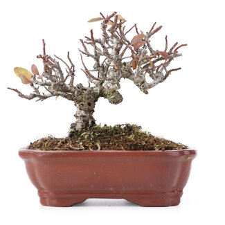 Pyracantha, 13 cm, ± 12 anni