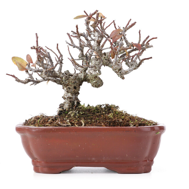 Pyracantha, 13 cm, ± 12 años