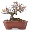 Pyracantha, 13 cm, ± 12 jaar oud