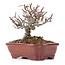 Pyracantha, 13 cm, ± 12 Jahre alt