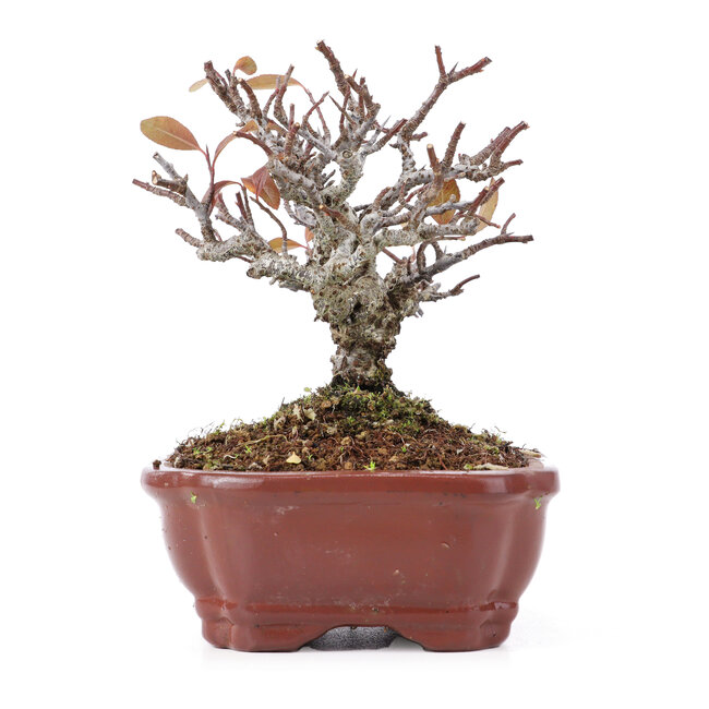 Pyracantha, 13 cm, ± 12 años