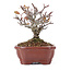 Pyracantha, 13 cm, ± 12 años