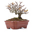 Pyracantha, 13 cm, ± 12 Jahre alt