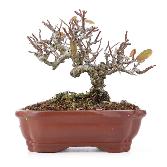 Pyracantha, 13 cm, ± 12 jaar oud