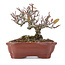 Pyracantha, 13 cm, ± 12 años