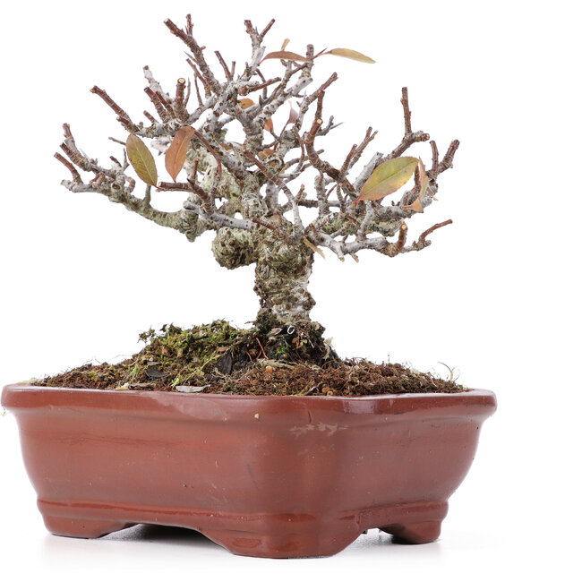 Pyracantha, 13 cm, ± 12 ans