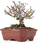 Pyracantha, 13 cm, ± 12 jaar oud