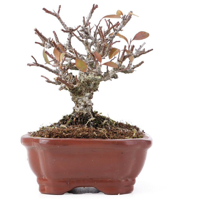 Pyracantha, 13 cm, ± 12 Jahre alt