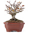 Pyracantha, 13 cm, ± 12 años