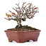 Pyracantha, 13 cm, ± 12 anni