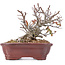 Pyracantha, 15 cm, ± 12 anni