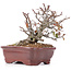 Pyracantha, 15 cm, ± 12 anni