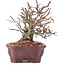 Pyracantha, 15 cm, ± 12 jaar oud