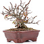 Pyracantha, 15 cm, ± 12 years old