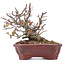 Pyracantha, 15 cm, ± 12 anni